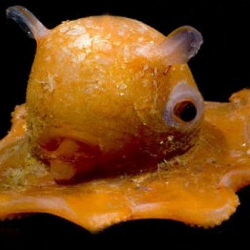 Необычное животное окапи похоже и на жирафа и на зебру. Лесной жираф, похожий на зебру 09