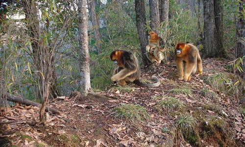 Необычное животное окапи похоже и на жирафа и на зебру. Лесной жираф, похожий на зебру 13
