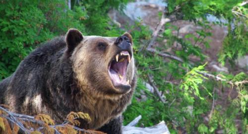 Йеллоустонский парк волки. Как волки восстановили экосистему Йеллоустонского парка