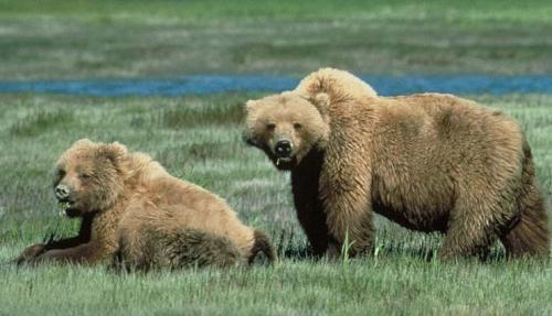 Йеллоустонский национальный парк интересные факты. Флора и фауна