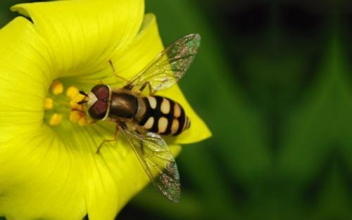 Эволюционная цепочка развития животных организмов. Как шла эволюция животных