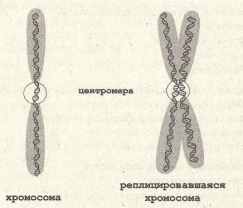 1с как выглядит хромосома