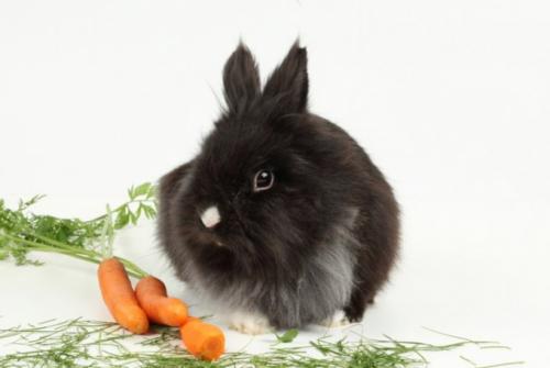 Эволюционная цепочка развития животных организмов. Как шла эволюция животных