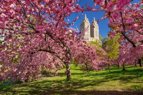 Парк в америке в центре. Географические особенности Центрального парка в Нью-Йорке