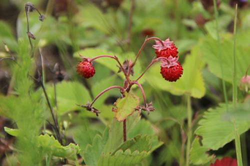 Самый популярный сок в мире. Сочный бум! Какой сок самый сладкий, самый полезный и самый дорогой?