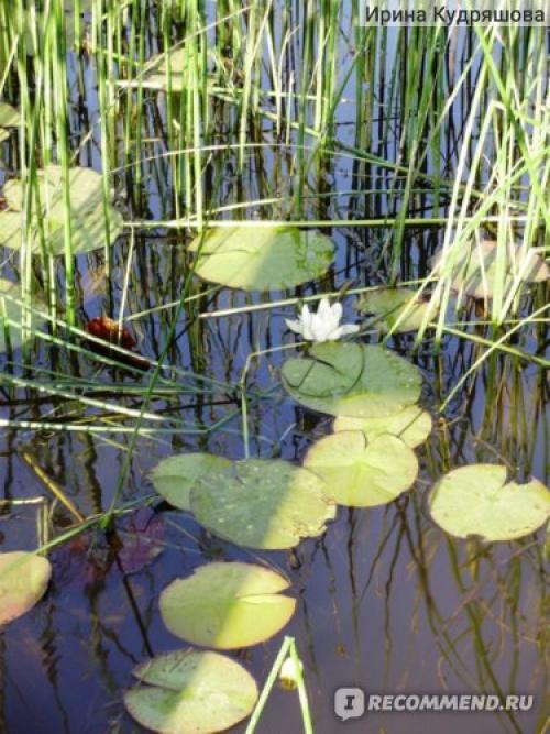Аркаим место силы. Аркаим — место силы.