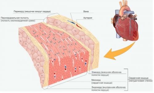 Кровеносная система человека. Строение сердца