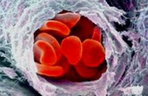 Кровеносная система человека для детей. Круг кровообращения