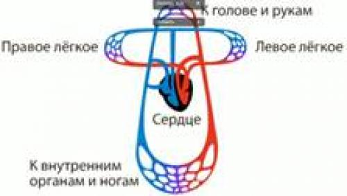 Кровеносная система человека для детей. Круг кровообращения