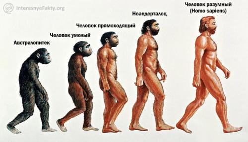 Рассказ об одном из этапов эволюции человека. Этапы эволюции человека 01