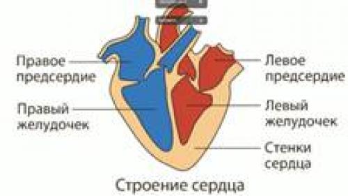 Кровеносная система человека для детей. Круг кровообращения