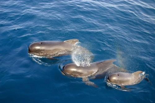 Гринды или «киты-пилоты» (лат. Globicephala)