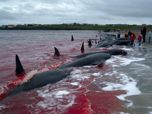 Дельфинов убивают в Дании. Традиции Дании: массовое убийство дельфинов (гринд)