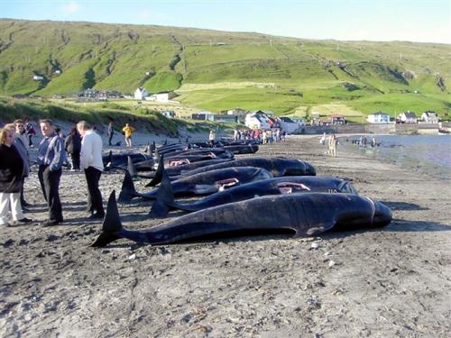 Дельфинов убивают в Дании. Традиции Дании: массовое убийство дельфинов (гринд) 22