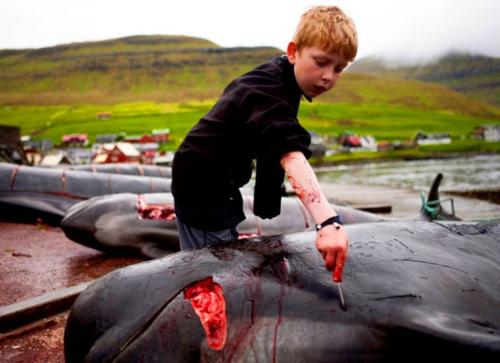 Дельфинов убивают в Дании. Традиции Дании: массовое убийство дельфинов (гринд)