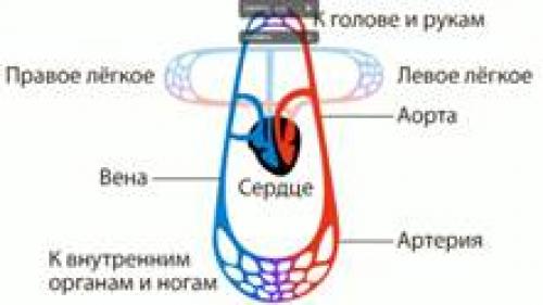Кровеносная система человека для детей. Круг кровообращения