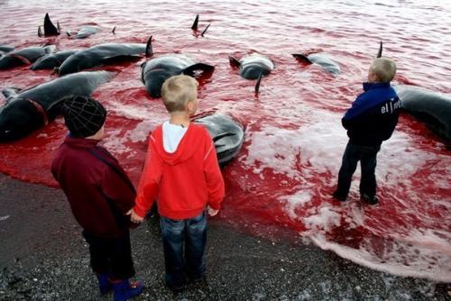 Праздник убийство дельфинов в Дании. Убийство черных дельфинов в Дании – страшные традиции народов мира