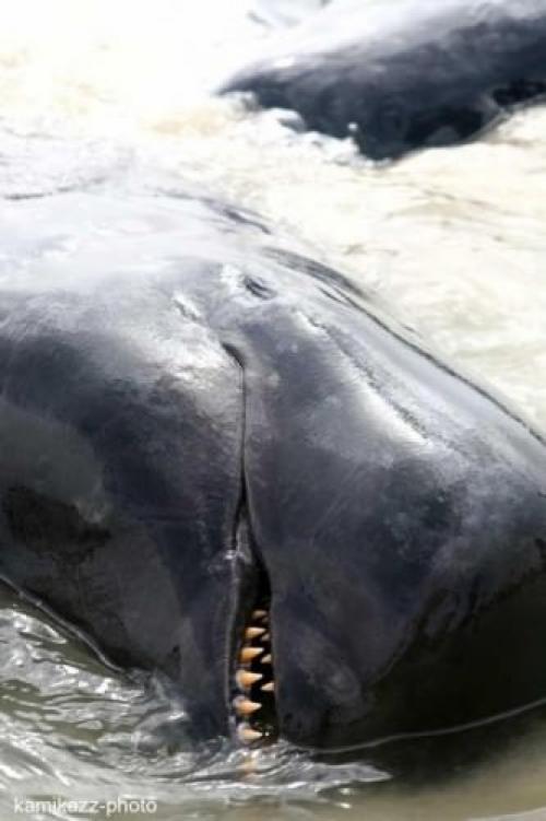 Черная гринда. Гринды или «киты-пилоты» (лат. Globicephala)