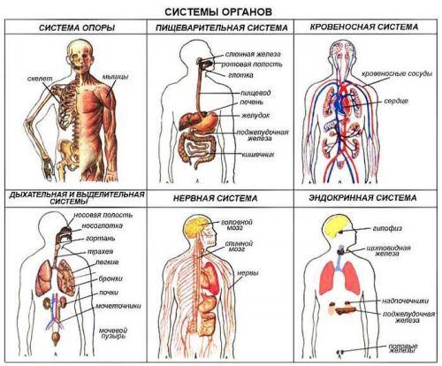 Части тела человека Анатомия. Анатомия человека: фото с надписями