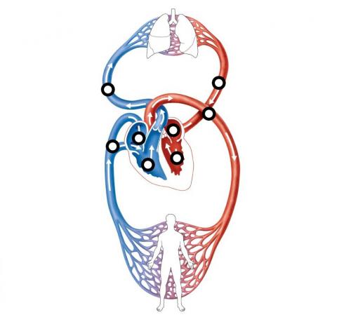 Кровеносная система человека это. Строение кровеносной системы человека 04