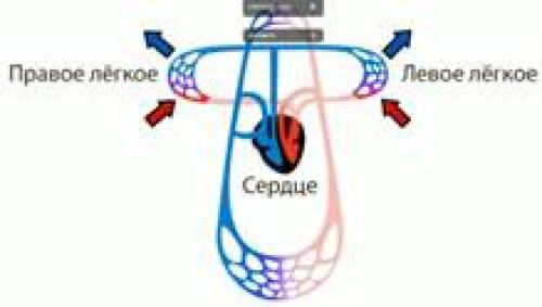 Строение кровеносной системы человека рисунок