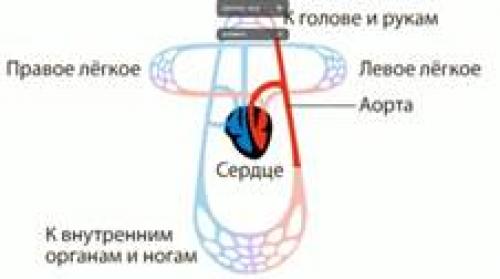 Кровеносная система человека для детей. Круг кровообращения