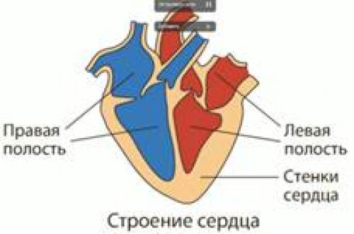 Левая половина сердца. Левая и правая половина сердца. Сердце человека правая и левая полость. Половина сердца с правой стороны.