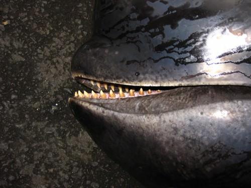 Черная гринда. Гринды или «киты-пилоты» (лат. Globicephala)