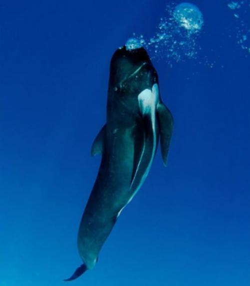 Черная гринда. Гринды или «киты-пилоты» (лат. Globicephala)