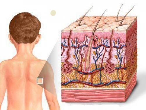 Из каких частей состоит тело человека. Физическое тело человека