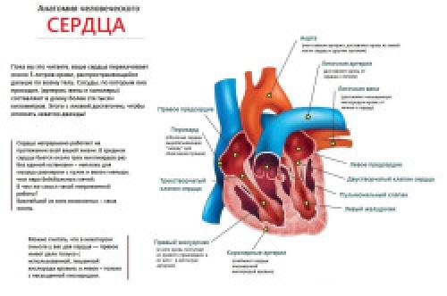Кровеносная система человека это. Строение кровеносной системы человека 12