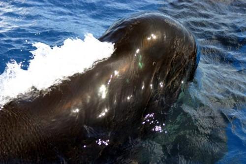 Черная гринда. Гринды или «киты-пилоты» (лат. Globicephala)