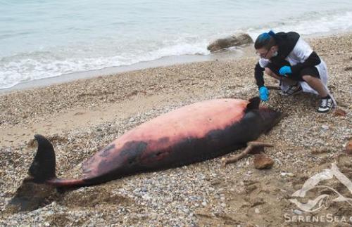 Убийство дельфинов в Дании праздник. Праздник» массовых убийств дельфинов в Датском королевстве 02