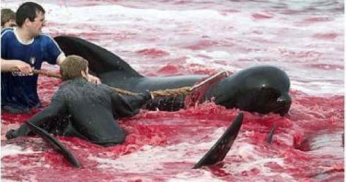 Убийство дельфинов в Дании праздник. Праздник» массовых убийств дельфинов в Датском королевстве