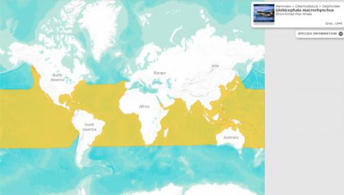 Убийство дельфинов в Дании праздник. Праздник» массовых убийств дельфинов в Датском королевстве 05