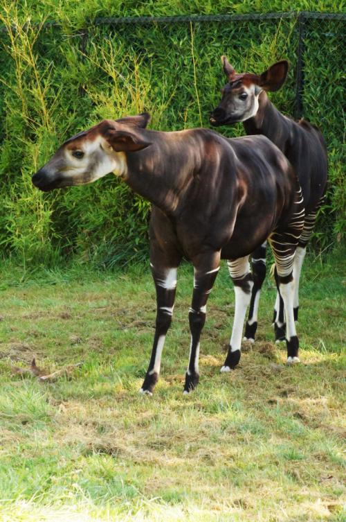 Окапи, как животное. Окапи