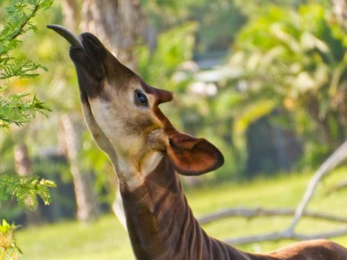 Окапи, как животное. Окапи