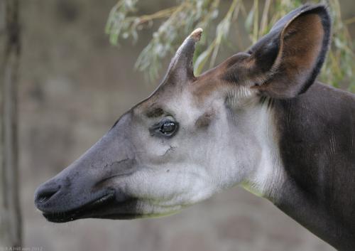 Окапи, как животное. Окапи