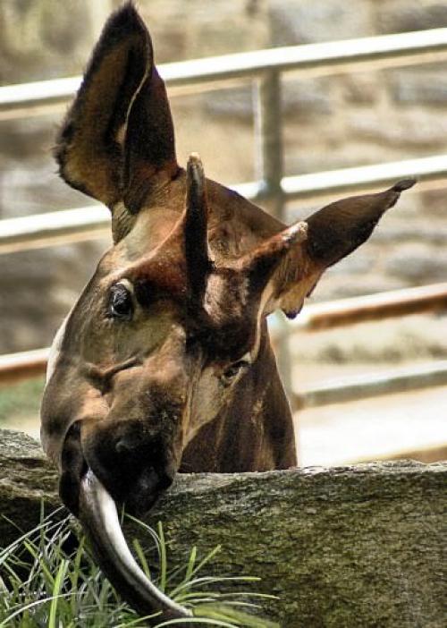 Окапи детеныш. Окапи или «лесной жираф» (лат. Okapia johnstoni)