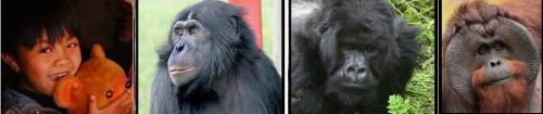 Эволюция от обезьяны к человеку. Человек (не) произошел от обезьяны