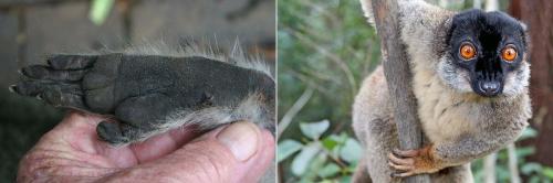 Эволюция от обезьяны к человеку. Человек (не) произошел от обезьяны