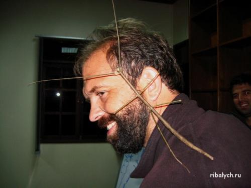 Интересные факты о льве. Интересные факты о львах. Топ 18 фактов 11