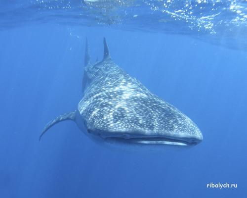 Интересные факты о льве. Интересные факты о львах. Топ 18 фактов 06