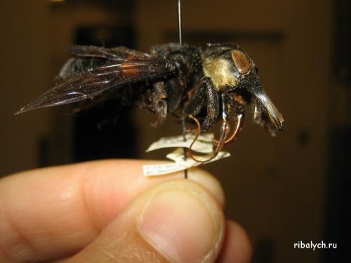 Интересные факты о льве. Интересные факты о львах. Топ 18 фактов 05