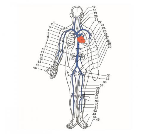 Венозная система человека. Строение и функции венозной системы человека
