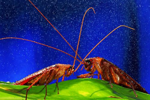 Таракан без ног не слышит. Еще раз о ресурсе барабанов или почему таракан без ног не слышит