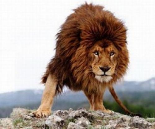 Уникальные факты о львах. Интересные факты о львах