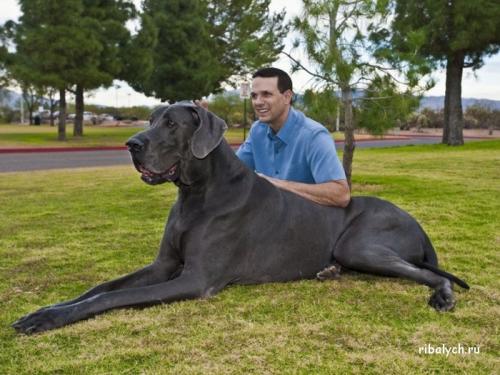 Интересные факты о льве. Интересные факты о львах. Топ 18 фактов 13