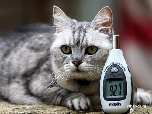 Интересные факты о льве. Интересные факты о львах. Топ 18 фактов 15