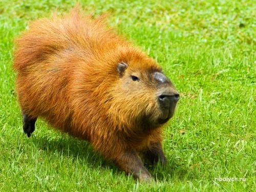 Интересные факты о льве. Интересные факты о львах. Топ 18 фактов 07